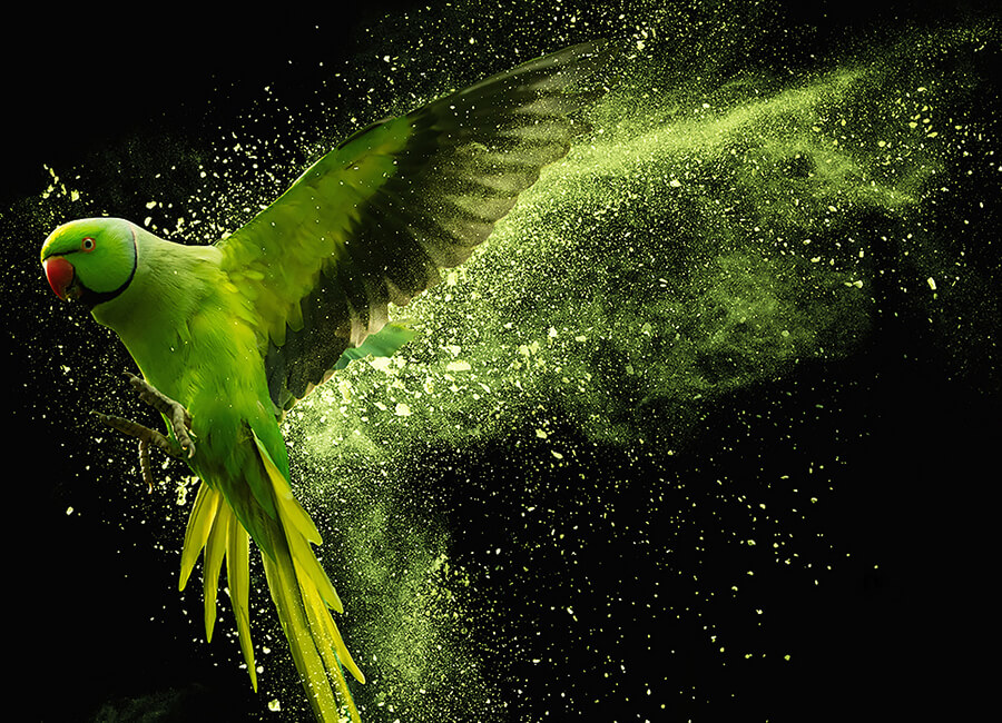 slow motion Videomnia