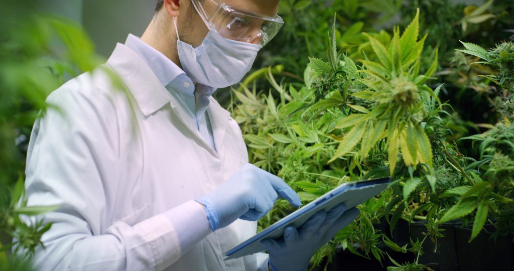 Marijuana legale Spot Cinematografico